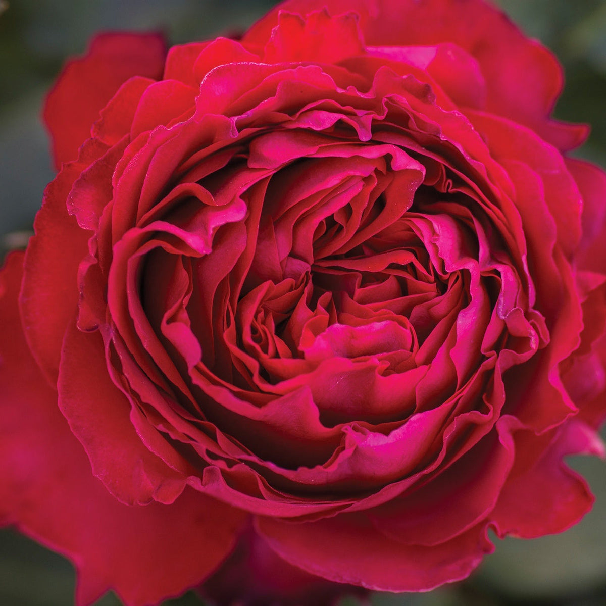 Rose - Traviata