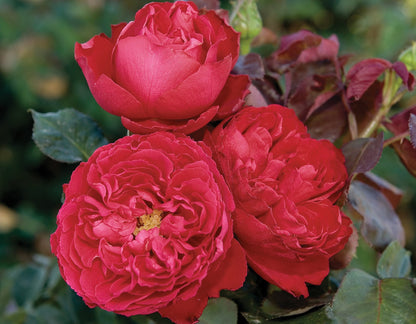 Rose - Traviata