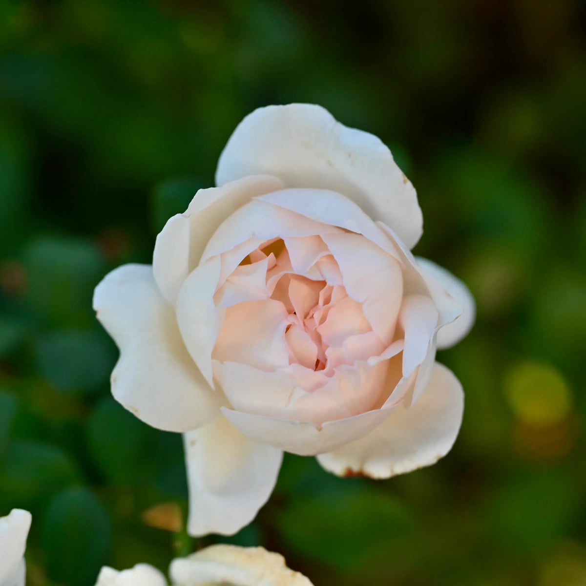 Rose - Tresor du Jardin