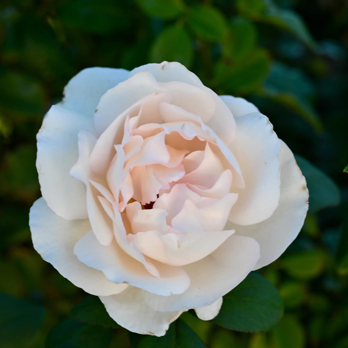 Rose - Tresor du Jardin