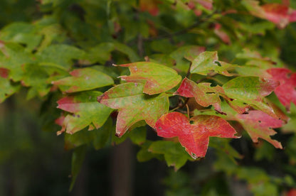 Trident Maple