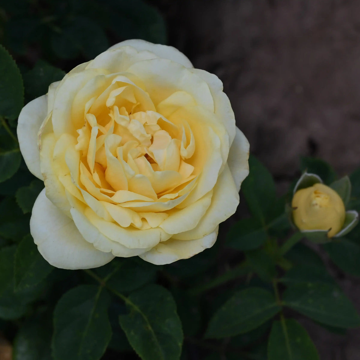 Rose - Sunshine Forever