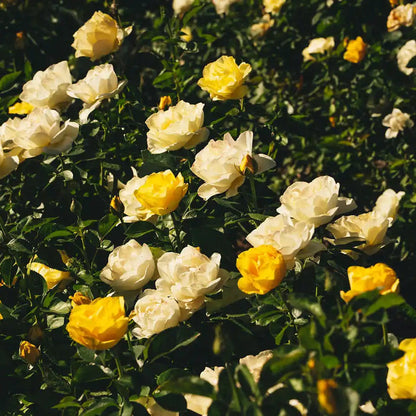 Rose - Sunshine Forever