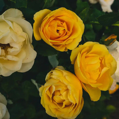 Rose - Sunshine Forever