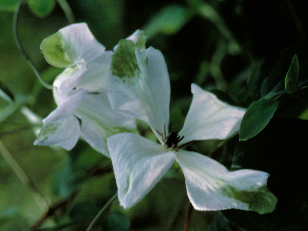 Clematis - viticella Alba Luxurians
