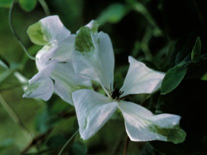 Clematis - viticella Alba Luxurians