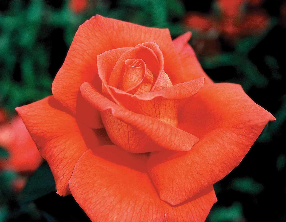 Rose - Voodoo