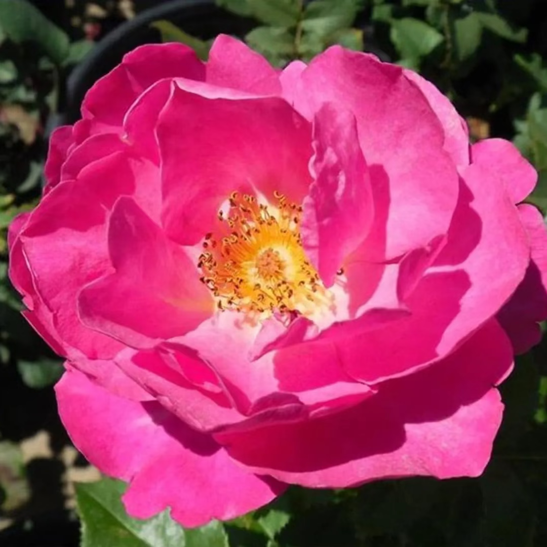 Rose - Shining Moment