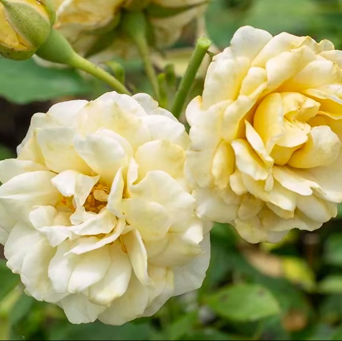 Rose - Buttercream Drift