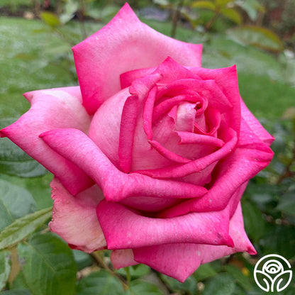Rose - Eleganza Wedding Bells