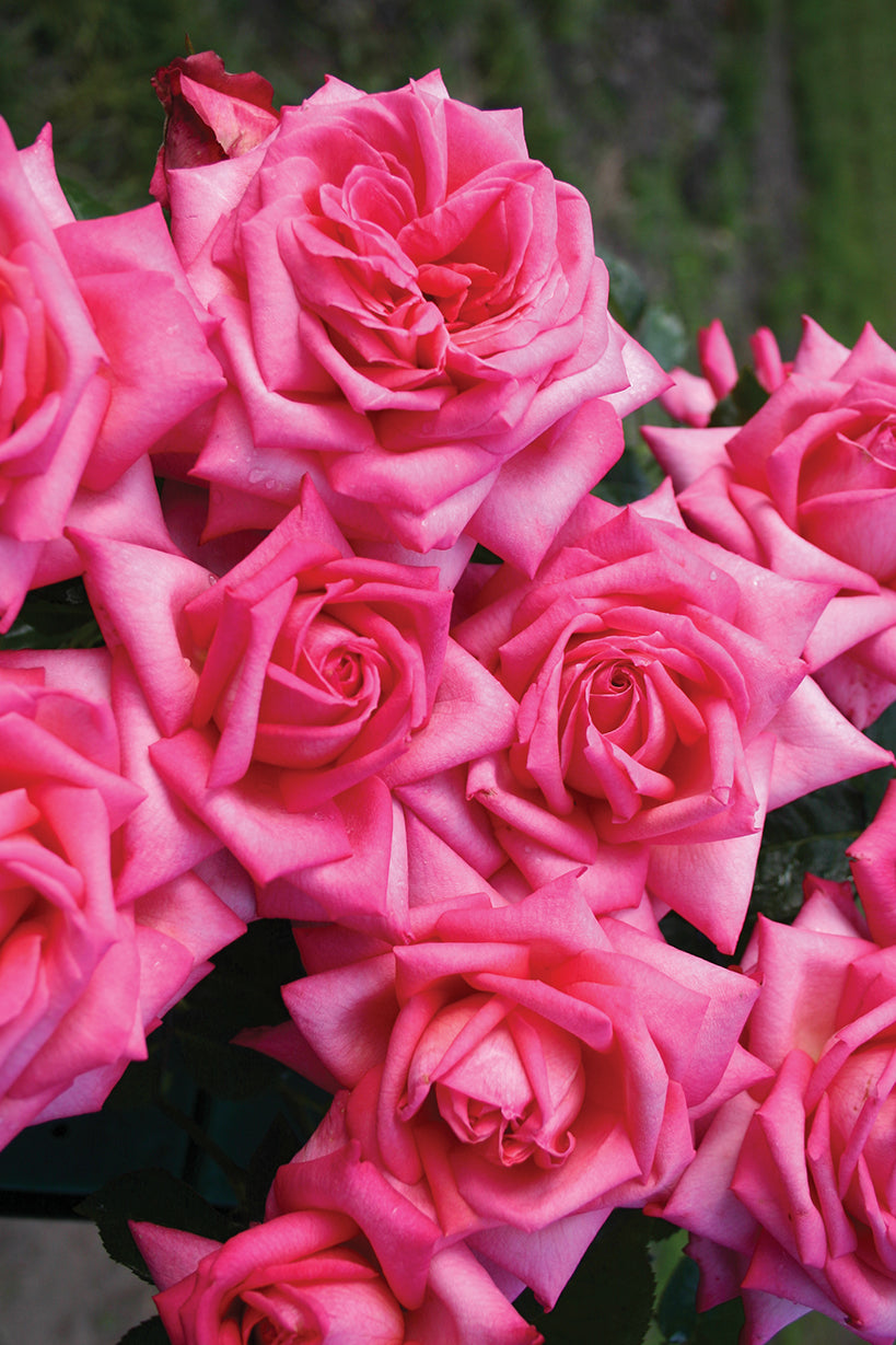 Rose - Eleganza Wedding Bells