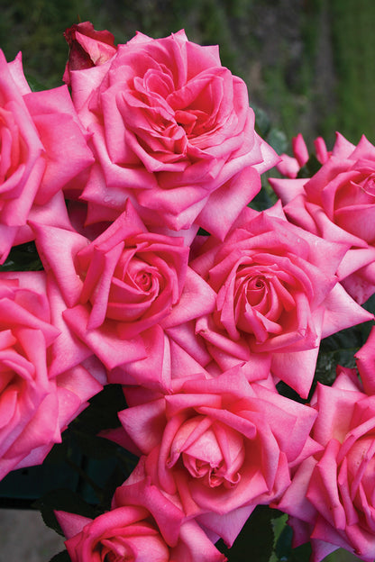 Rose - Eleganza Wedding Bells
