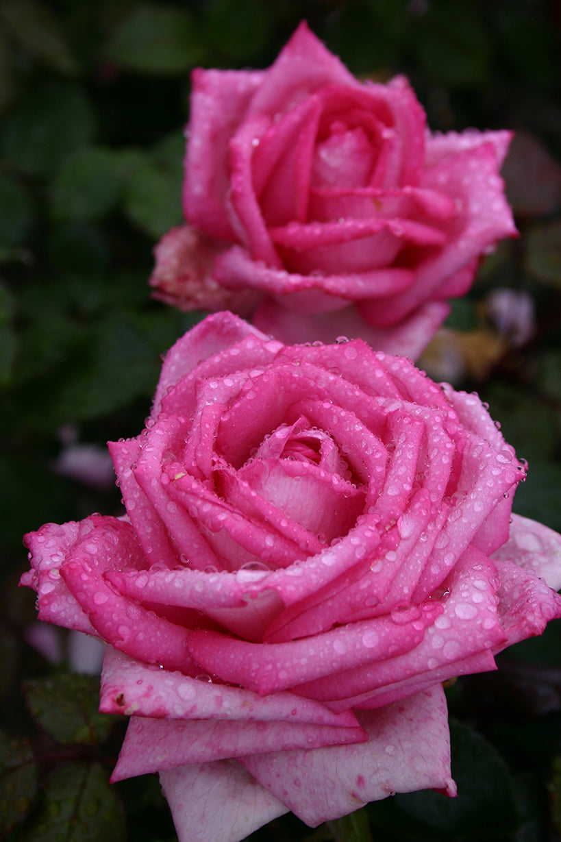 Rose - Eleganza Wedding Bells