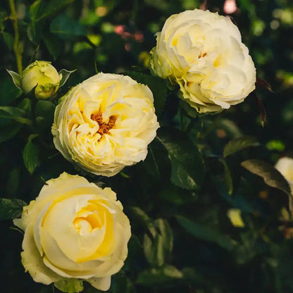 Rose - Wedding Piano