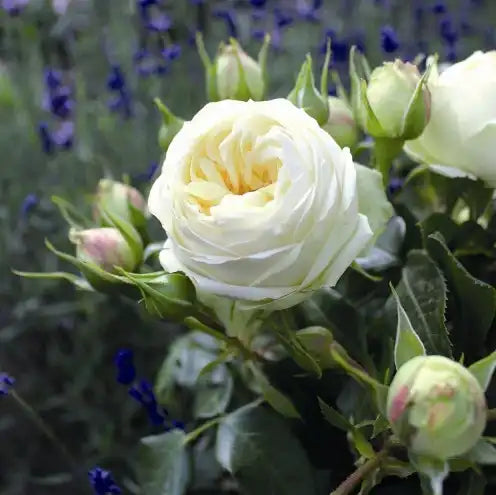 Rose - Wedding Piano