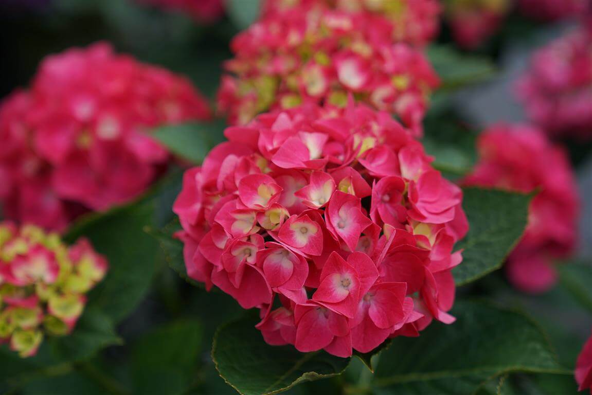 Bigleaf Hydrangea - WEE BIT GIDDY