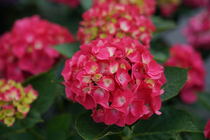 Bigleaf Hydrangea - WEE BIT GIDDY