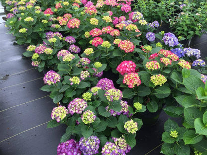 Bigleaf Hydrangea - WEE BIT GIDDY