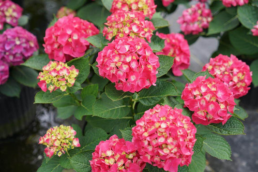 Bigleaf Hydrangea - WEE BIT GIDDY
