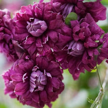Load image into Gallery viewer, Clematis Viticella Purpurea Plena Elegans
