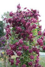 Load image into Gallery viewer, Clematis Viticella Purpurea Plena Elegans
