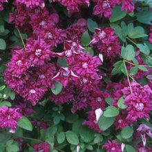 Load image into Gallery viewer, Clematis Viticella Purpurea Plena Elegans
