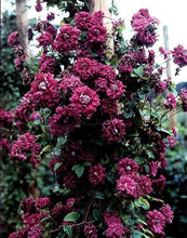 Load image into Gallery viewer, Clematis Viticella Purpurea Plena Elegans
