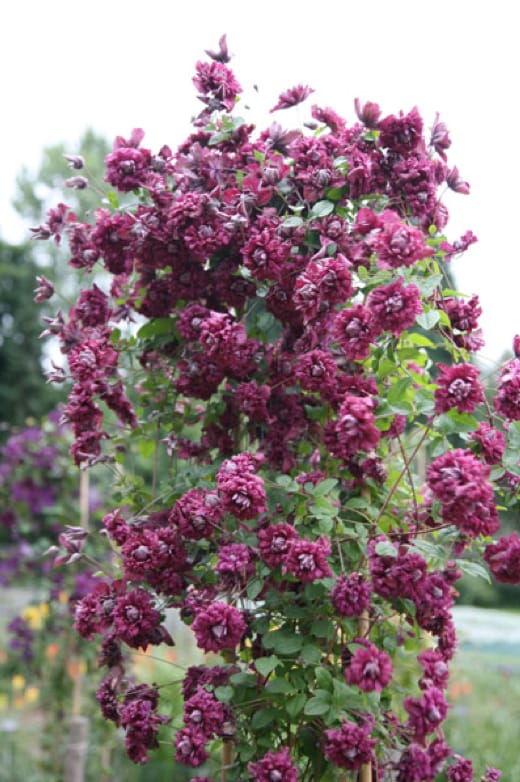 Clematis Viticella Purpurea Plena Elegans