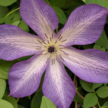 Load image into Gallery viewer, Clematis Viticella - Night Star
