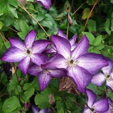 Load image into Gallery viewer, Clematis Viticella - Night Star
