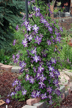 Load image into Gallery viewer, Clematis Viticella - Night Star
