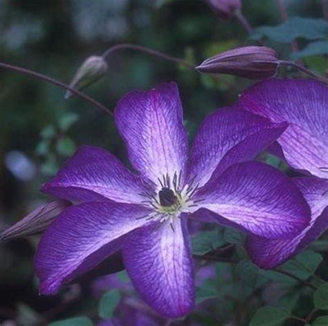 Clematis Viticella - Night Star