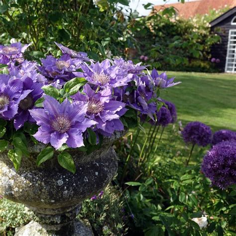 Clematis 'Bijou' - NonVining Groundcover - Clumping