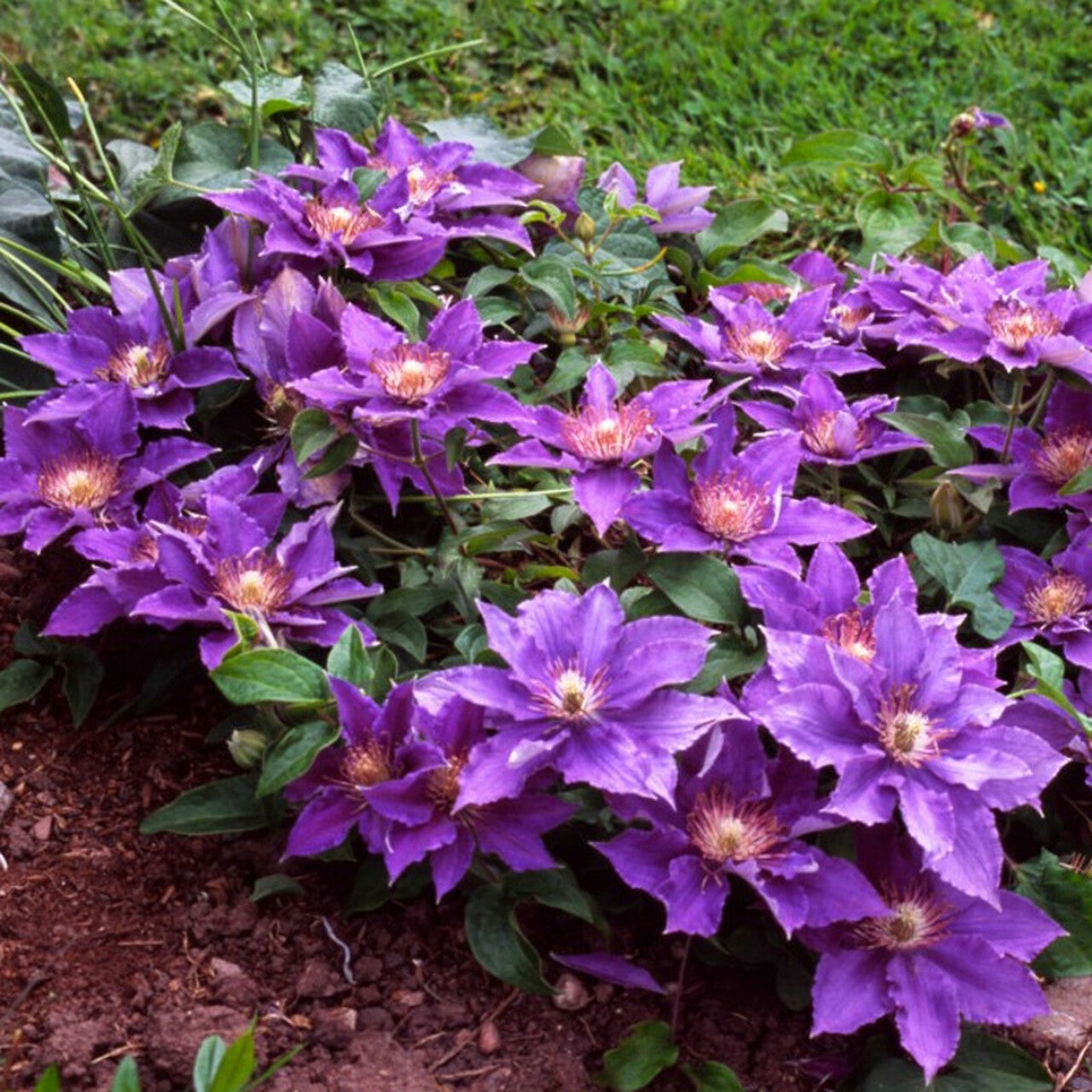 Clematis 'Bijou' - NonVining Groundcover - Clumping