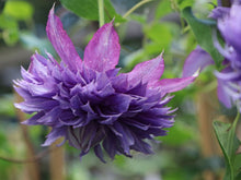 Load image into Gallery viewer, Clematis &#39;Rapunzel&#39; - Violet Pompoms - Large Flowering Variety
