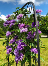 Load image into Gallery viewer, Clematis &#39;Rapunzel&#39; - Violet Pompoms - Large Flowering Variety

