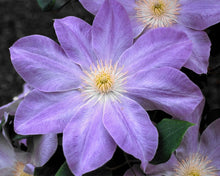 Load image into Gallery viewer, Clematis &#39;Lavender Queen&#39; - Fan Favorite
