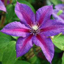 Load image into Gallery viewer, Clematis - Dusk Star - Velvet Satin Shine
