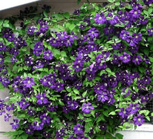 Load image into Gallery viewer, Clematis - Jacques
