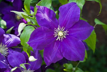 Load image into Gallery viewer, Clematis - Jackmanii
