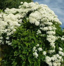 Load image into Gallery viewer, Clematis Fragrant &#39;White Pixie Dust&#39; - Sweet Autumn
