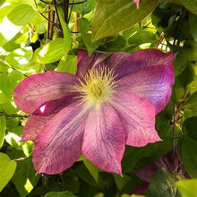 Load image into Gallery viewer, Clematis - Japanese - Haru Star
