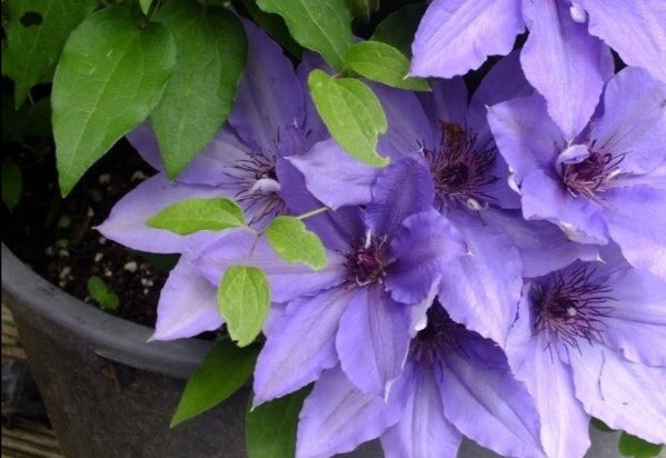 Clematis 'Parisienne'