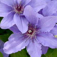 Load image into Gallery viewer, Clematis - Watercouleur

