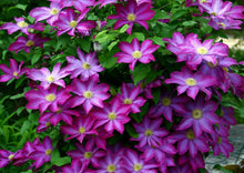 Load image into Gallery viewer, Clematis - Japanese - Coral Star

