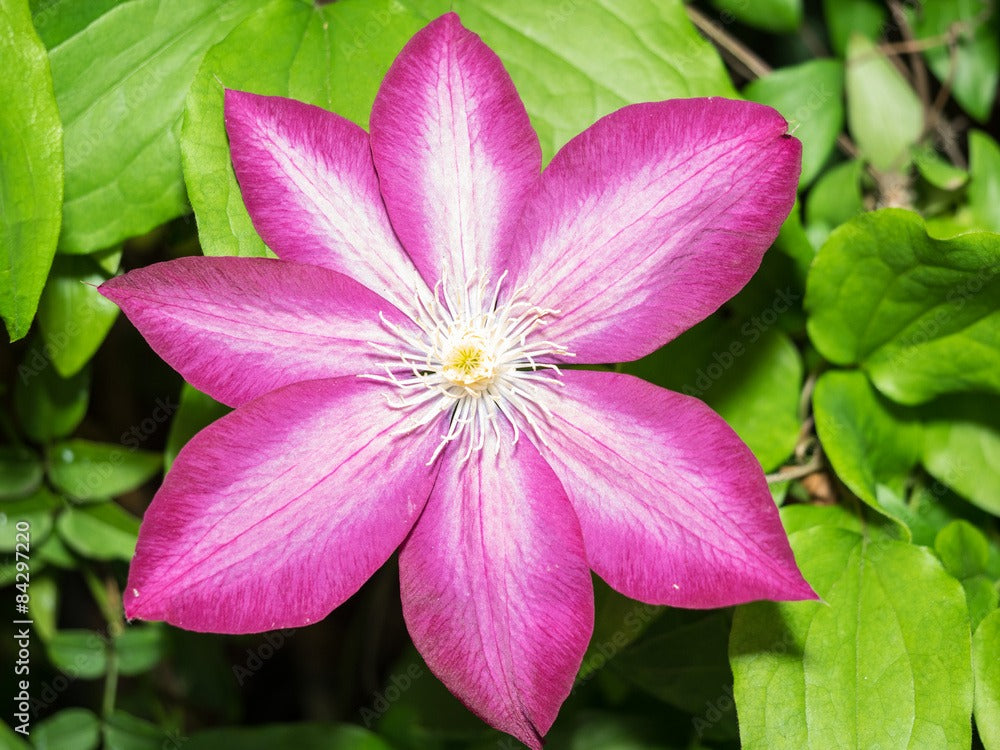 Clematis - Japanese - Coral Star