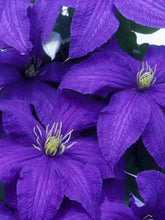 Load image into Gallery viewer, Clematis - Fayebelle
