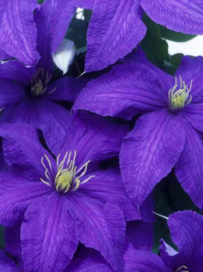 Clematis - Fayebelle