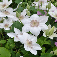Load image into Gallery viewer, Clematis - Sand Princess - Color Shifting - Cut Flower
