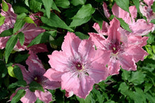 Load image into Gallery viewer, Clematis - Strawberry Reign
